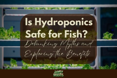 Is Hydroponics Safe for Fish